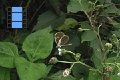 Scene 21_hssflight_Ithomiidae taking off flower and flying arount